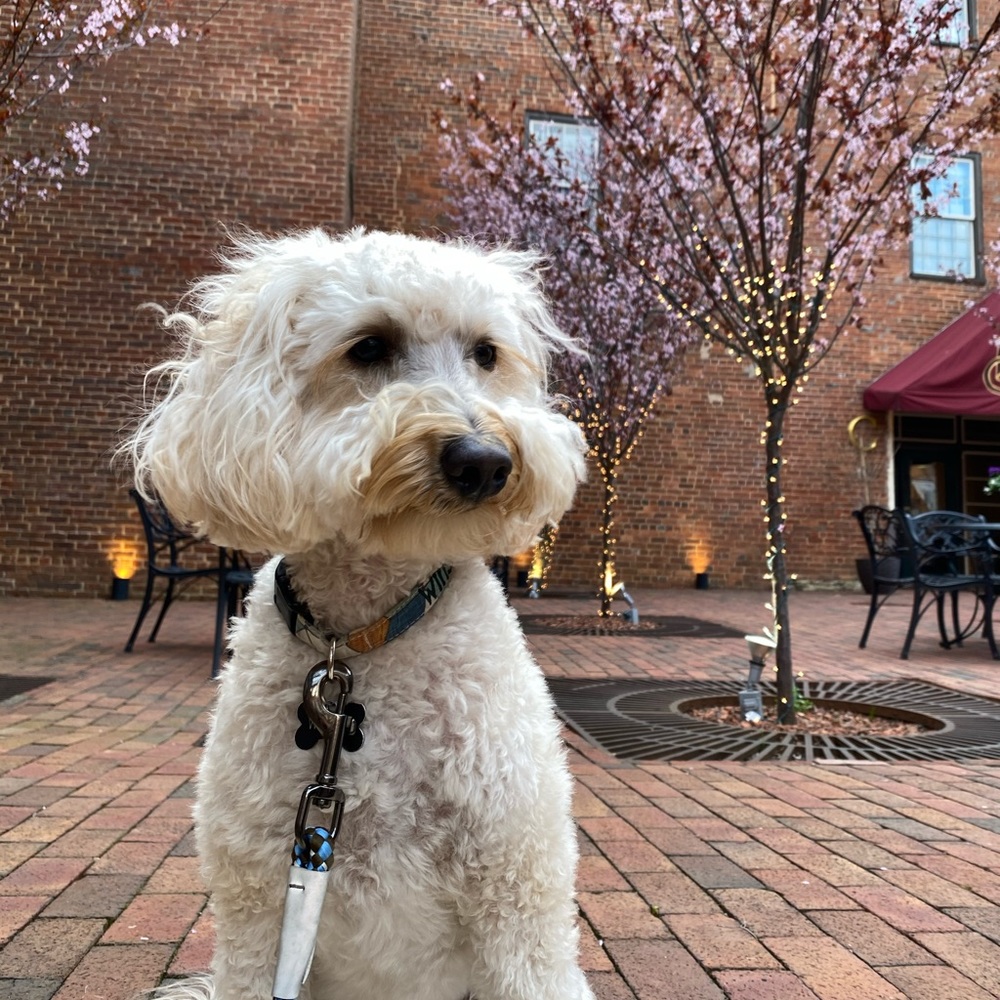 Meet your Posher, Mary charles